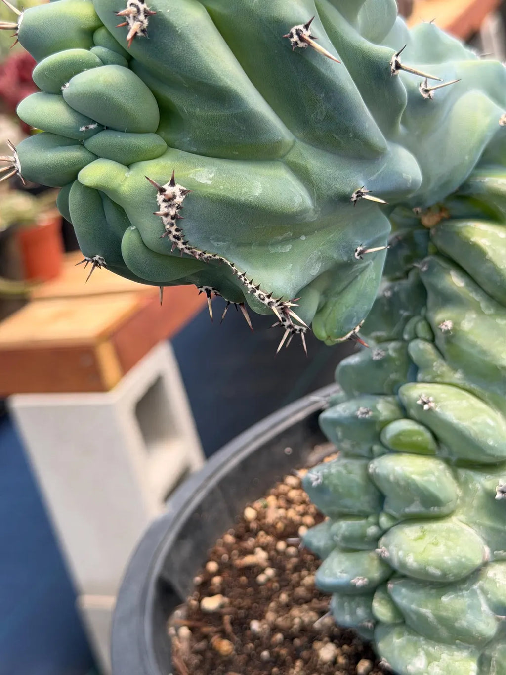 Crested Blue Myrtle Cactus #461 – Rare WYSIWYG Live Collector Plant | Myrtillocactus Geometrizans