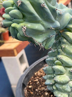 Crested Blue Myrtle Cactus #461 – Rare WYSIWYG Live Collector Plant | Myrtillocactus Geometrizans