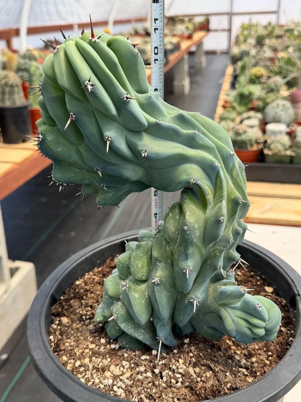 Crested Blue Myrtle Cactus #461 – Rare WYSIWYG Live Collector Plant | Myrtillocactus Geometrizans