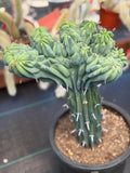 Rare Crested Blue Myrtle Cactus #518 – Fan‑Shaped Collector Succulent | Live Plant 16in