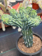 Rare Crested Blue Myrtle Cactus #518 – Fan‑Shaped Collector Succulent | Live Plant 16in
