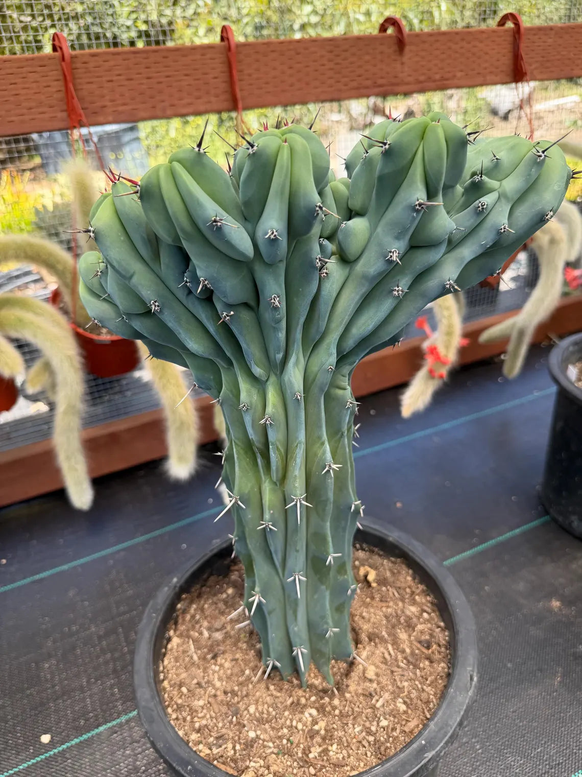 Rare Crested Blue Myrtle Cactus #518 – Fan‑Shaped Collector Succulent | Live Plant 16in
