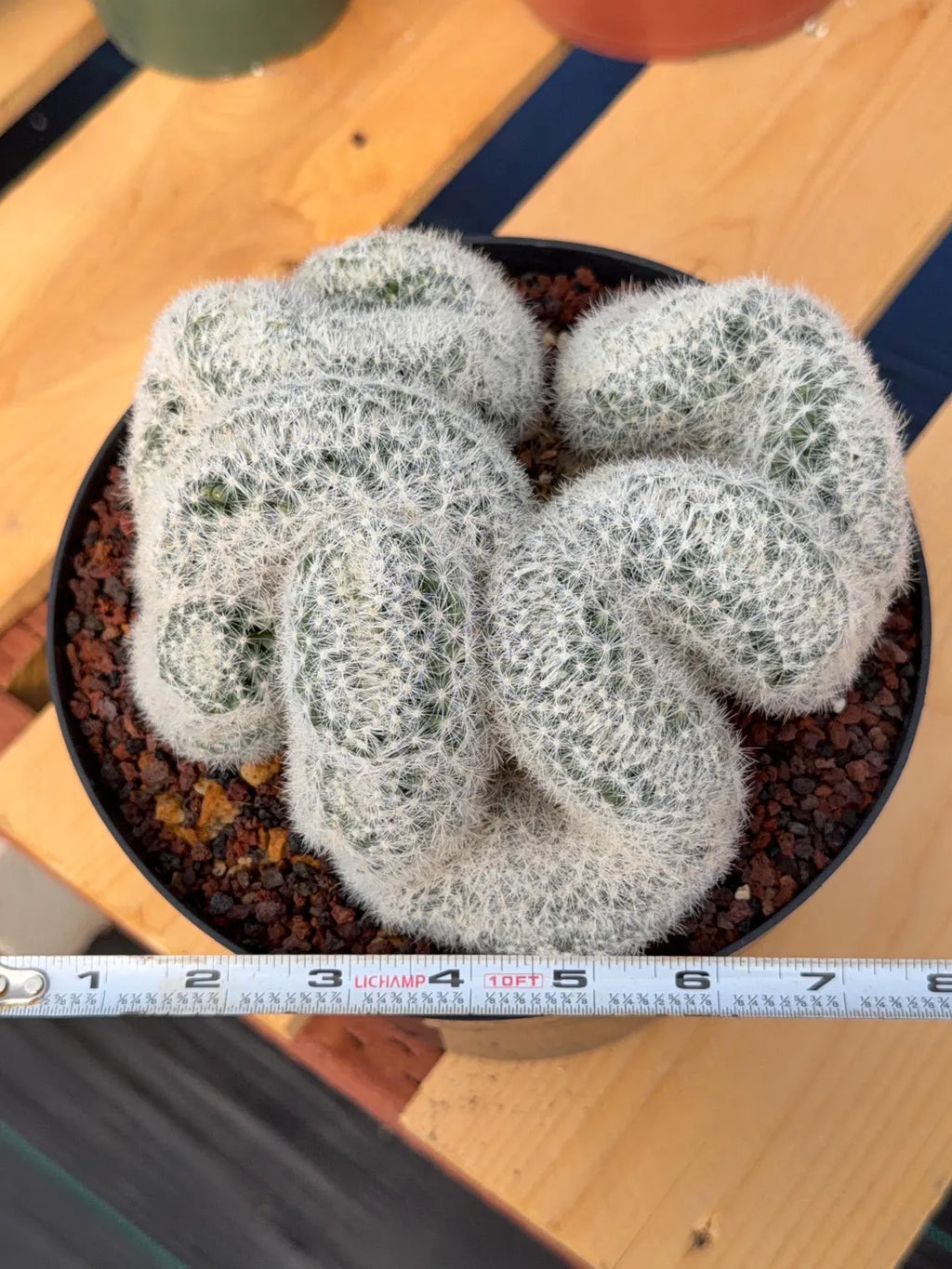 Crested Mammillaria Candida Live Cactus – Specimen Plant #306