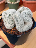Crested Mammillaria Candida Live Cactus – Specimen Plant #306