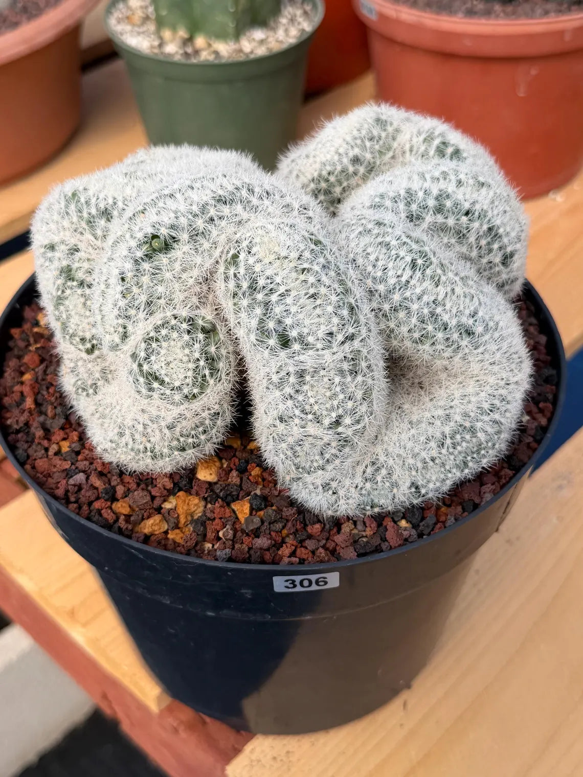 Crested Mammillaria Candida Live Cactus – Specimen Plant #306