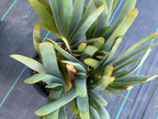 6 Heads Tree Fan Aloe #373 | Aloe Plicatilis Large Succulent Plant | Tree Plant