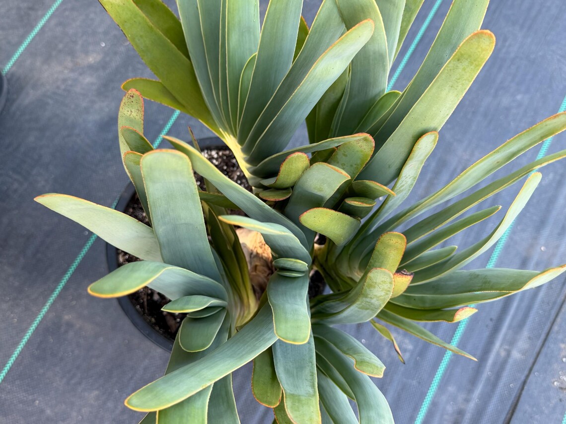 6 Heads Tree Fan Aloe #373 | Aloe Plicatilis Large Succulent Plant | Tree Plant