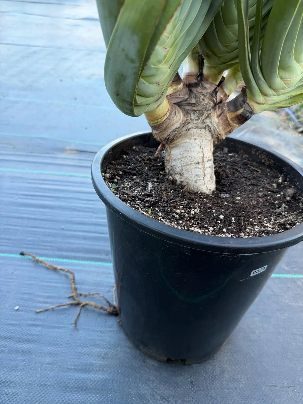 6 heads Tree Fan Aloe | Aloe Plicatilis Large Succulent | Rare Multi‑Head Tree Form Plant