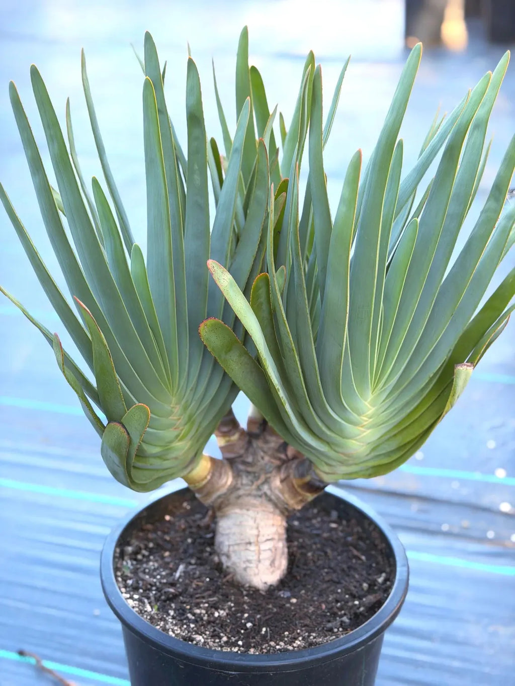 6 heads Tree Fan Aloe | Aloe Plicatilis Large Succulent | Rare Multi‑Head Tree Form Plant