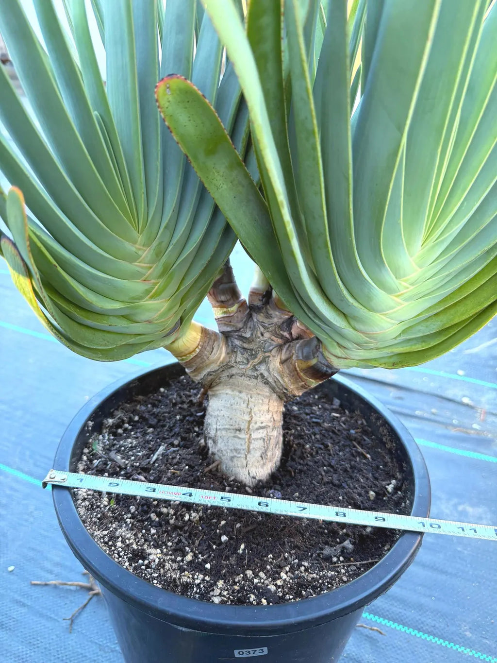 6 heads Tree Fan Aloe | Aloe Plicatilis Large Succulent | Rare Multi‑Head Tree Form Plant