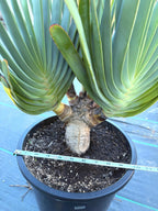 6 heads Tree Fan Aloe | Aloe Plicatilis Large Succulent | Rare Multi‑Head Tree Form Plant