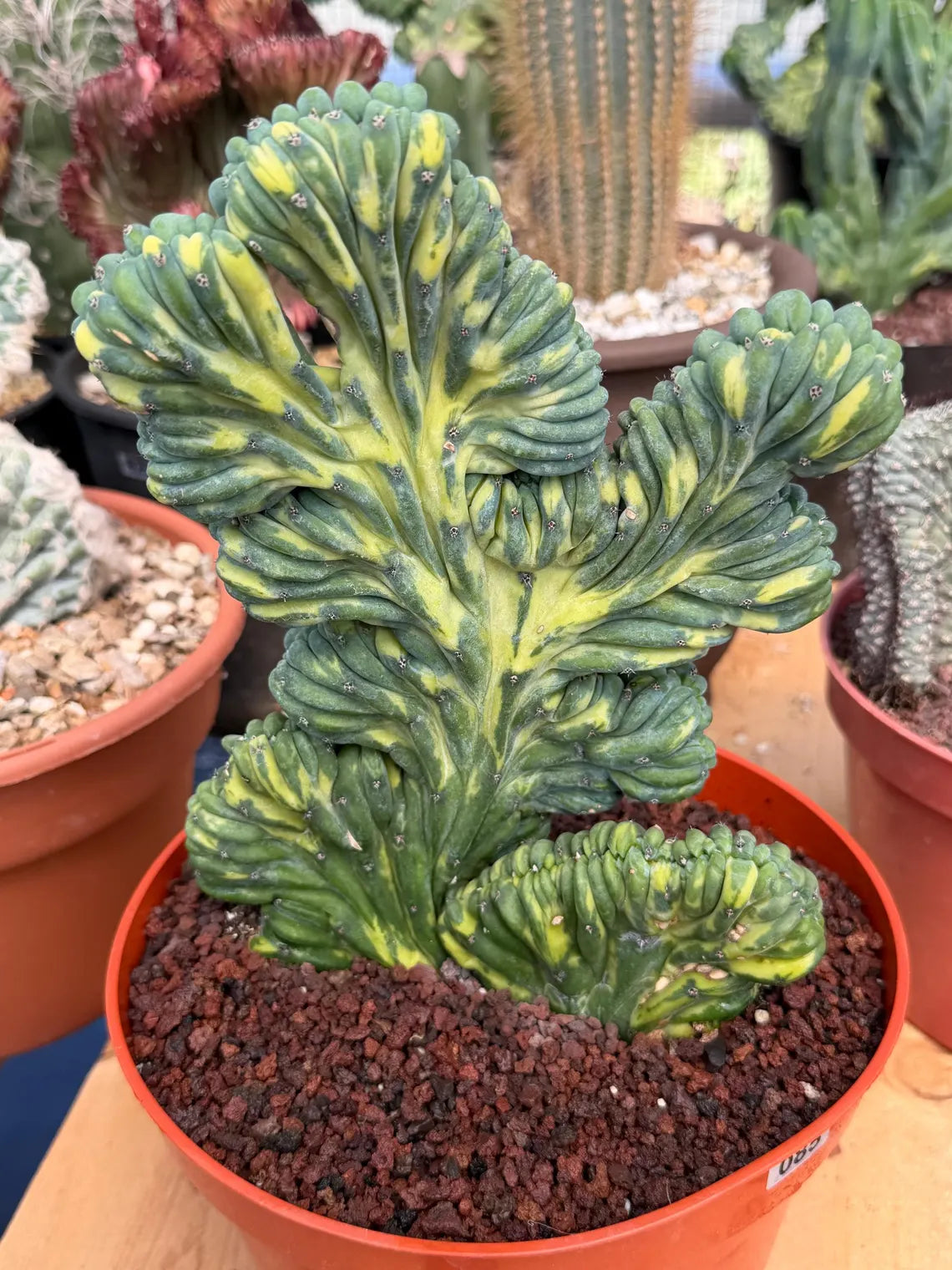 Variegated Crested Blue Myrtle Cactus | Myrtillocactus Geometrizans Variegata | Rare Collector Specimen