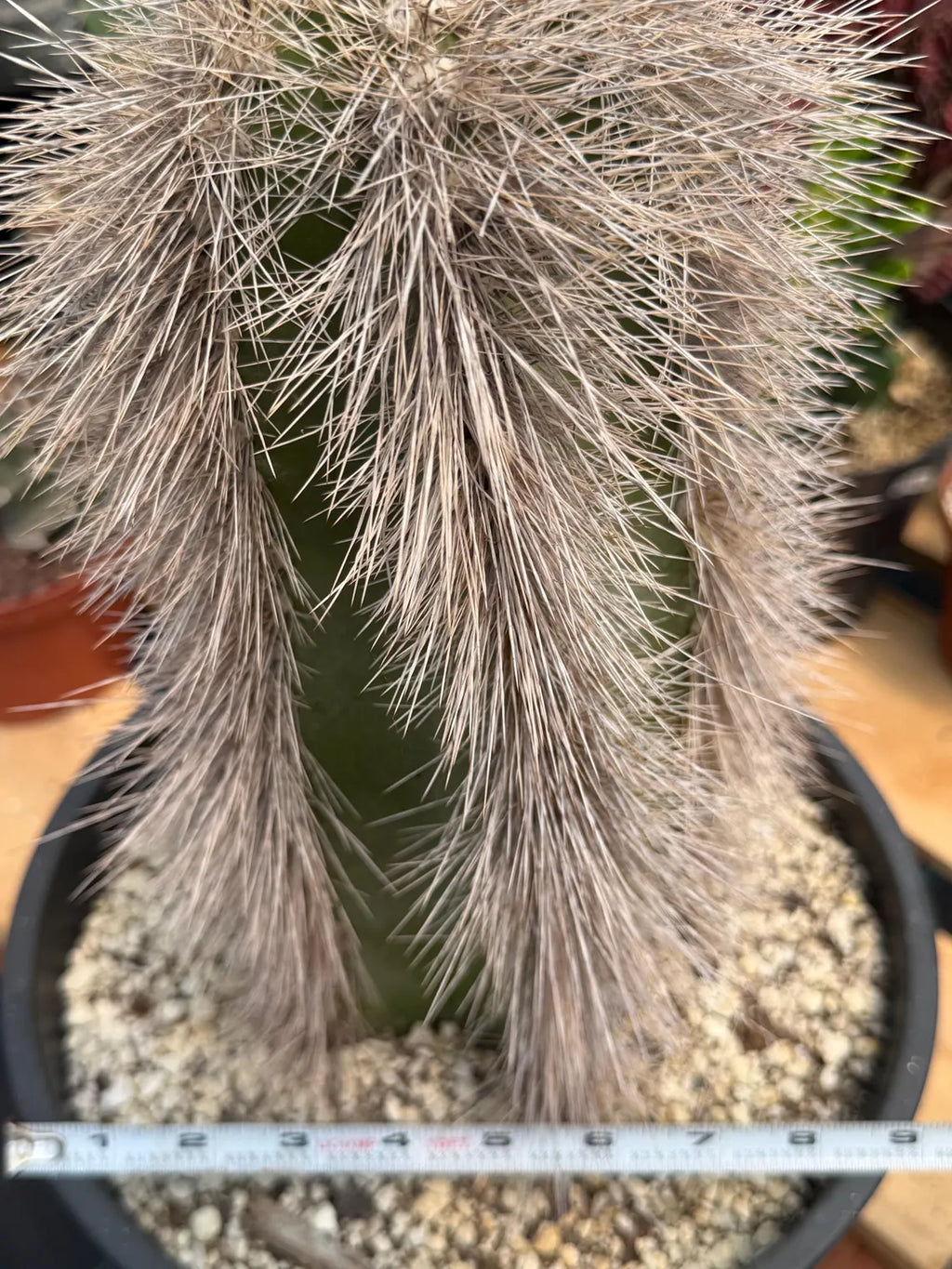Woolly Rhino Columnar Cactus Cutting – Calloused & Ready to Root