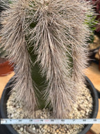 Woolly Rhino Columnar Cactus Cutting – Calloused & Ready to Root