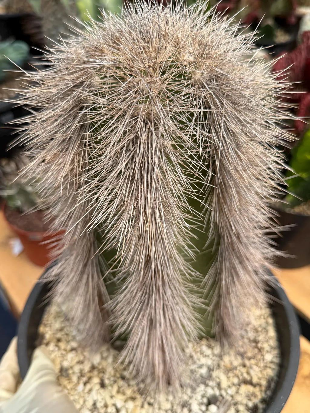 Woolly Rhino Columnar Cactus Cutting – Calloused & Ready to Root