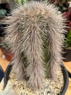 Woolly Rhino Columnar Cactus Cutting – Calloused & Ready to Root