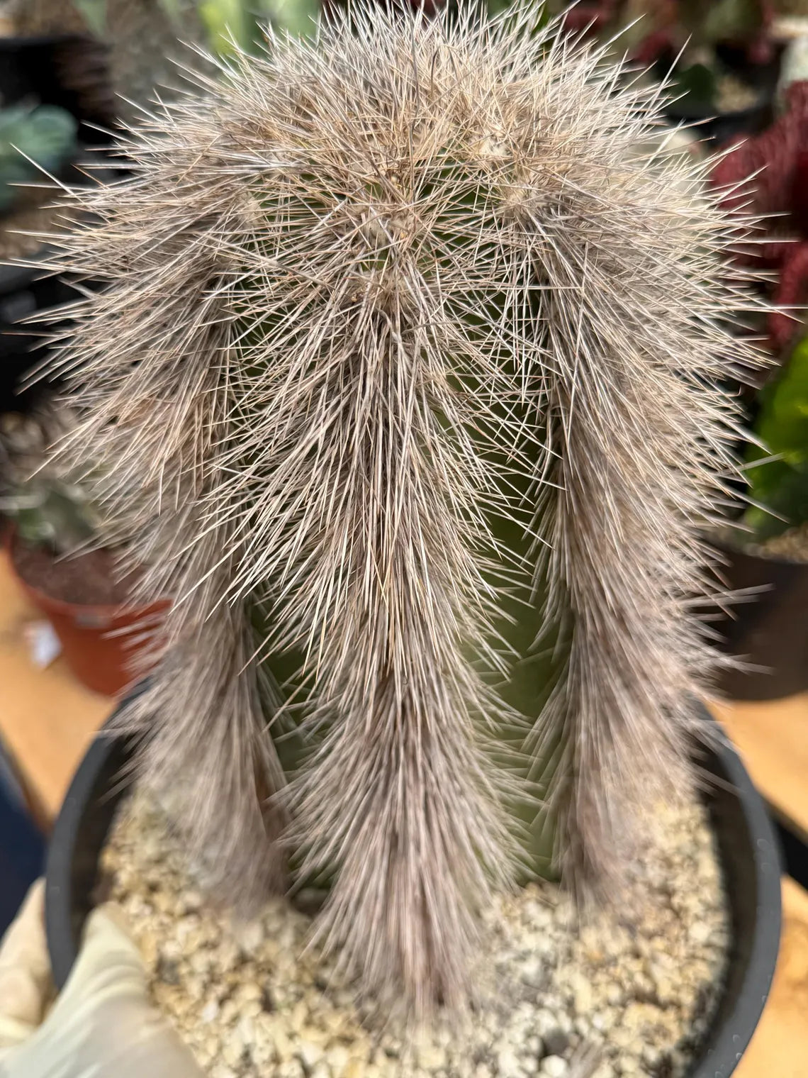 Woolly Rhino Columnar Cactus Cutting – Calloused & Ready to Root