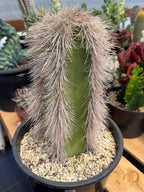 Woolly Rhino Columnar Cactus Cutting – Calloused & Ready to Root