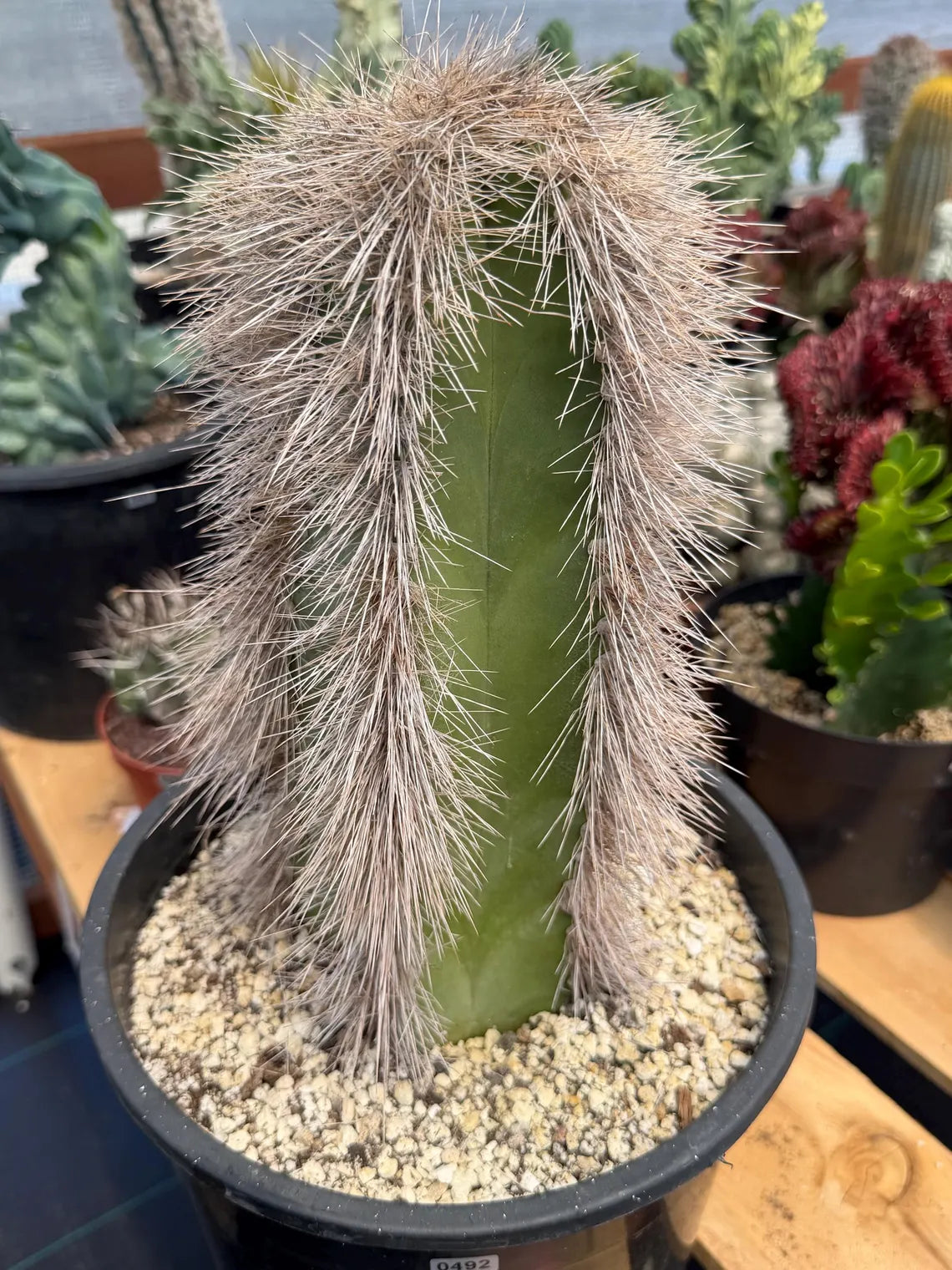 Woolly Rhino Columnar Cactus Cutting – Rare Live Cactus Plant