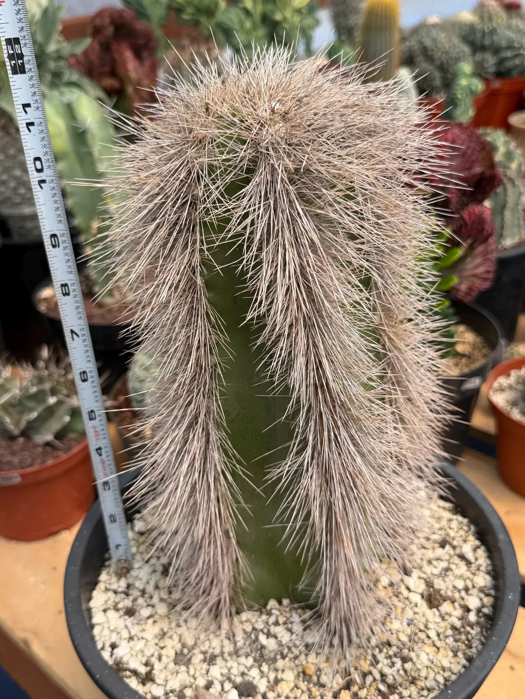 Woolly Rhino Columnar Cactus Cutting – Calloused & Ready to Root