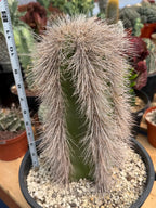 Woolly Rhino Columnar Cactus Cutting – Calloused & Ready to Root