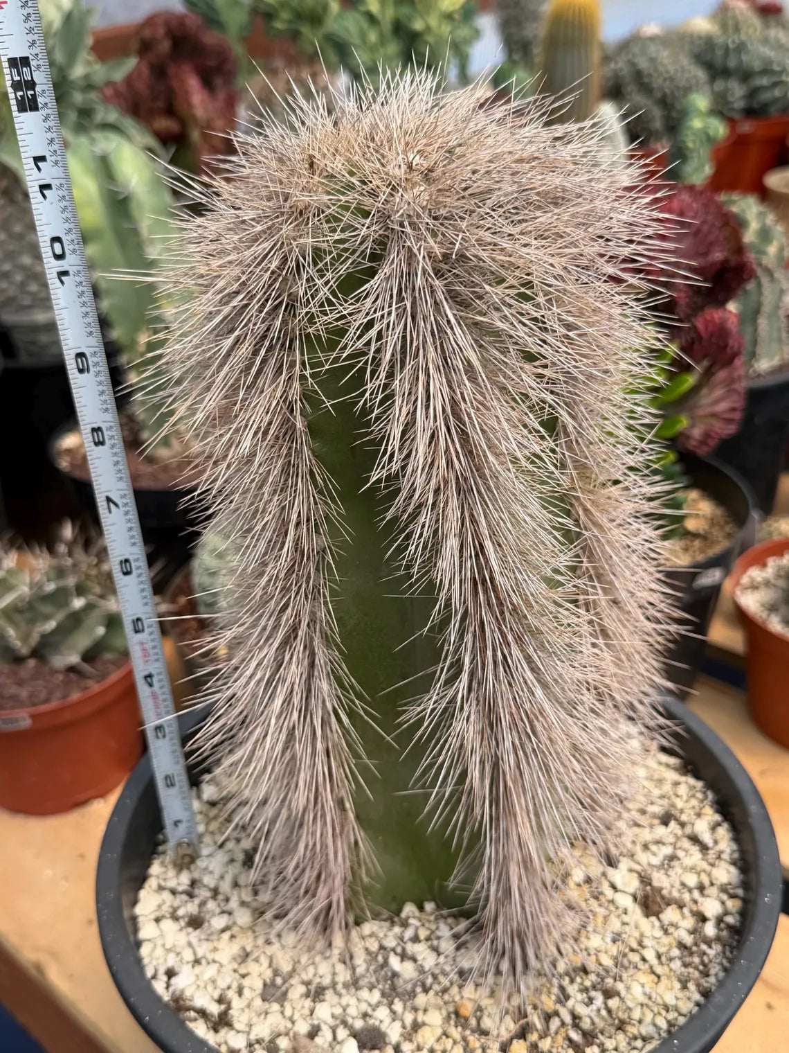 Woolly Rhino Columnar Cactus Cutting – Rare Live Cactus Plant