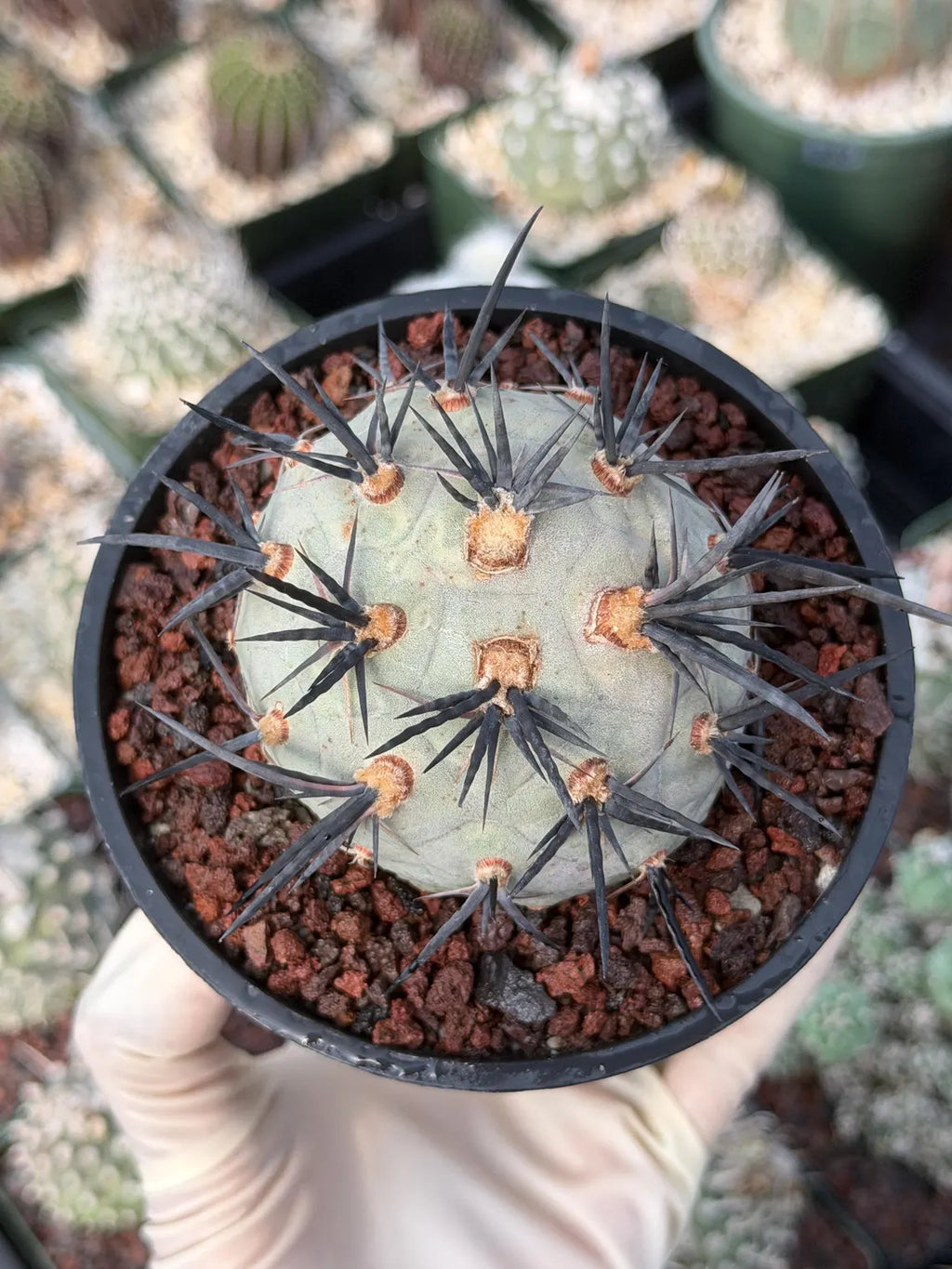 Tephrocactus Geometricus Diablo Cactus | Rare Black Spine Succulent | Live Plant #180