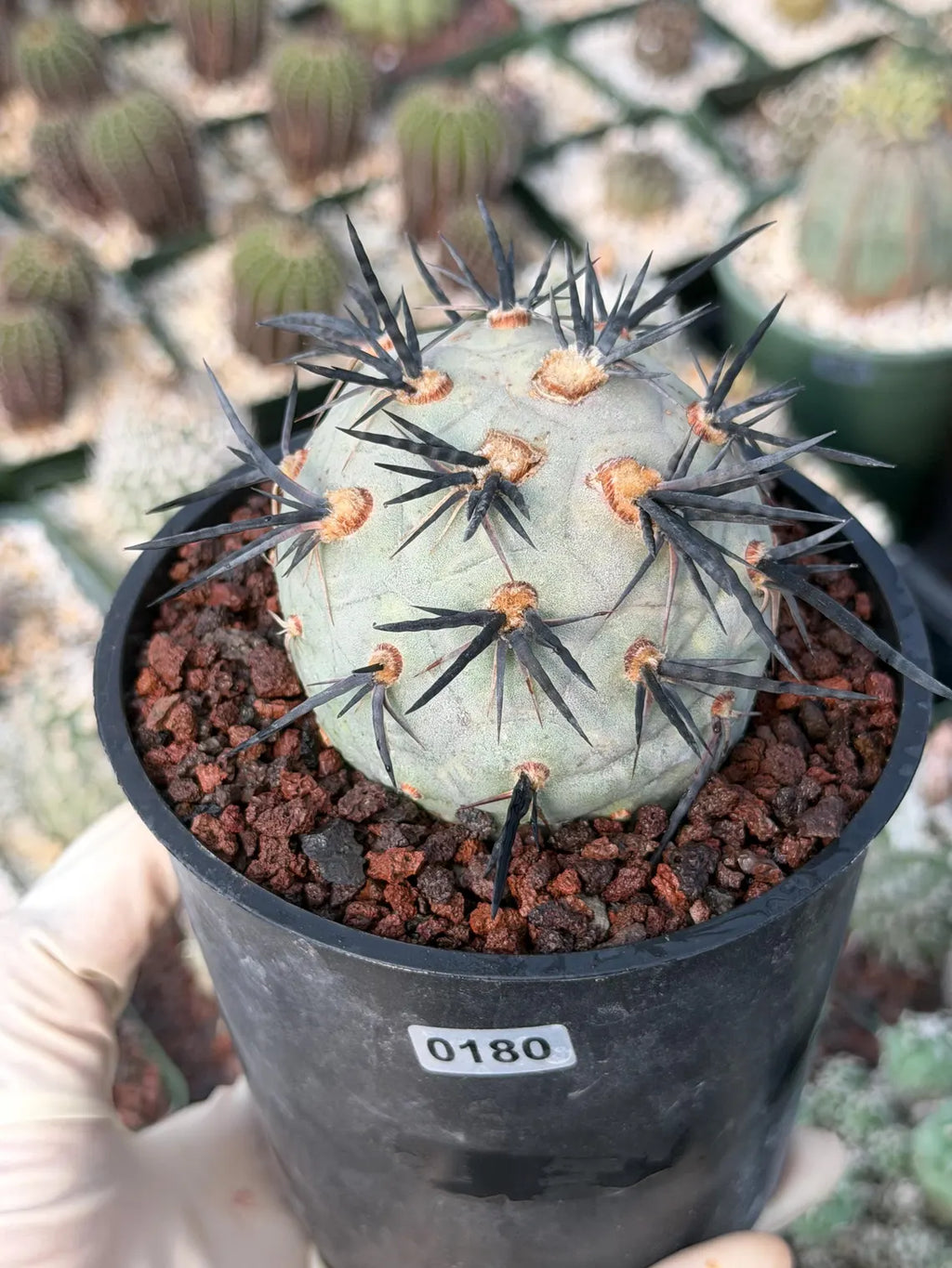 Tephrocactus Geometricus Diablo Cactus | Rare Black Spine Succulent | Live Plant #180