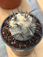 Tephrocactus Geometricus Diablo Cactus | Rare Black Spine Succulent | Live Plant #180
