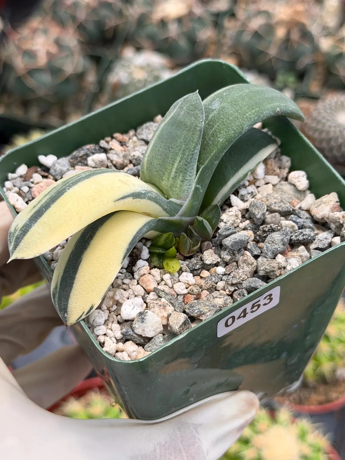 Rare Variegated Haworthia Succulent | Live Collector Plant #453