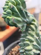 Crested Blue Myrtle Cactus #461 – Rare WYSIWYG Live Collector Plant | Myrtillocactus Geometrizans