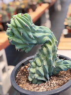 Crested Blue Myrtle Cactus #461 – Rare WYSIWYG Live Collector Plant | Myrtillocactus Geometrizans