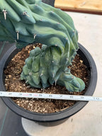 Crested Blue Myrtle Cactus #461 – Rare WYSIWYG Live Collector Plant | Myrtillocactus Geometrizans