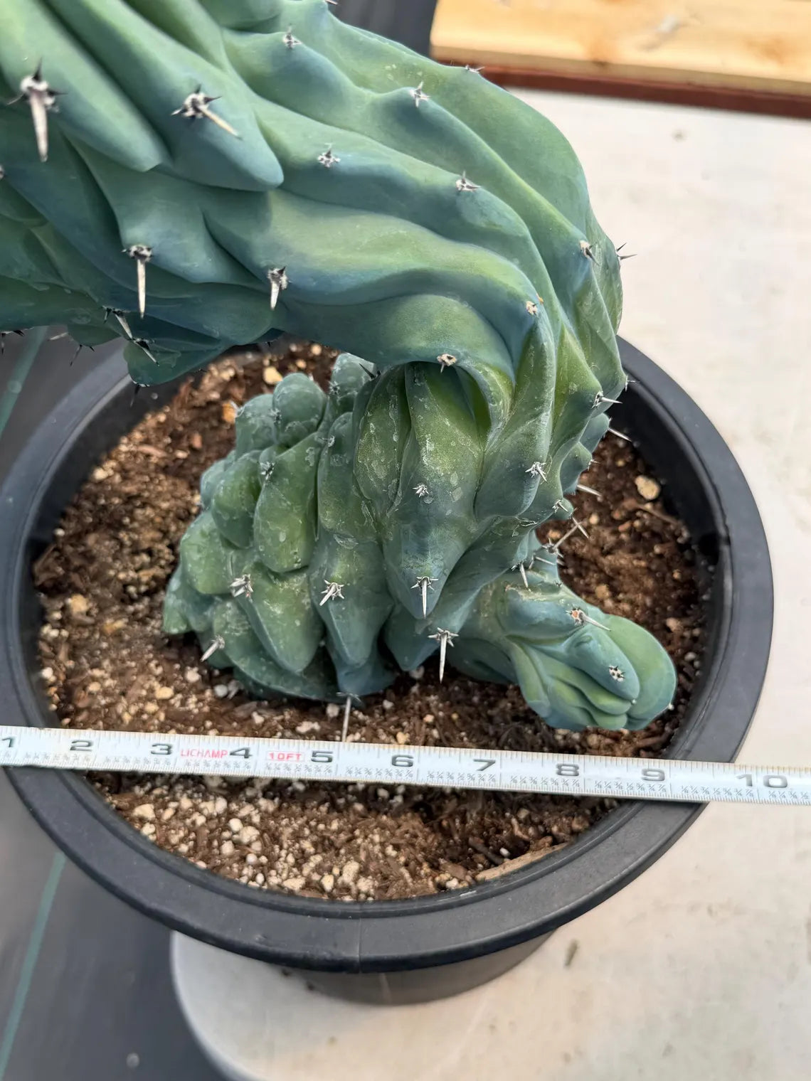 Crested Blue Myrtle Cactus #461 – Rare WYSIWYG Live Collector Plant | Myrtillocactus Geometrizans