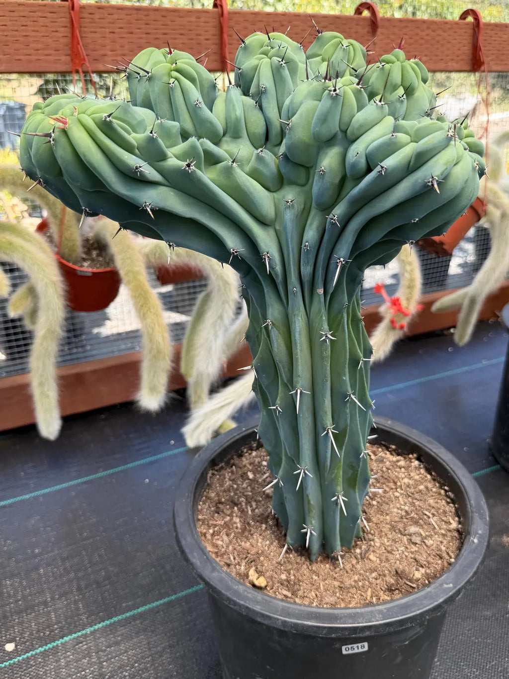 Rare Crested Blue Myrtle Cactus #518 – Fan‑Shaped Collector Succulent | Live Plant 16in