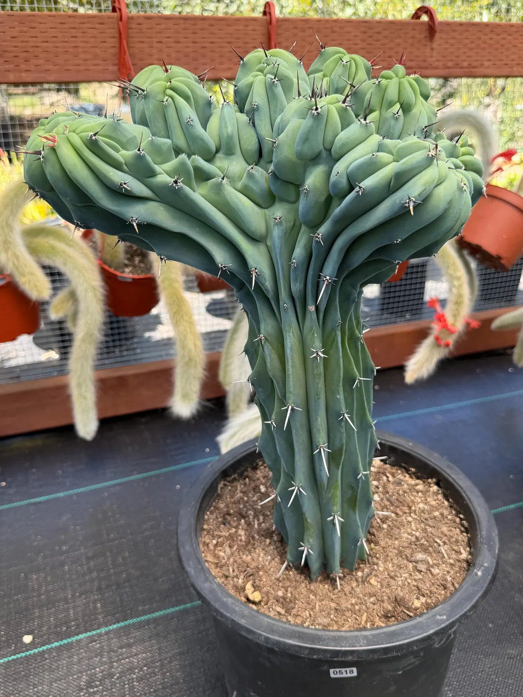 Rare Crested Blue Myrtle Cactus #518 – Fan‑Shaped Collector Succulent | Live Plant 16in
