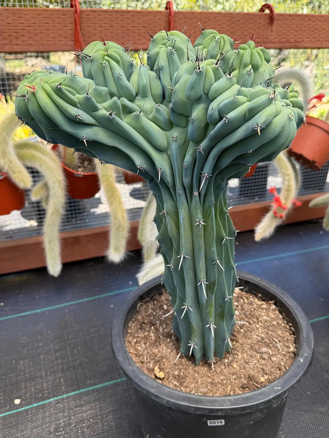 Rare Crested Blue Myrtle Cactus #518 – Fan‑Shaped Collector Succulent | Live Plant 16in