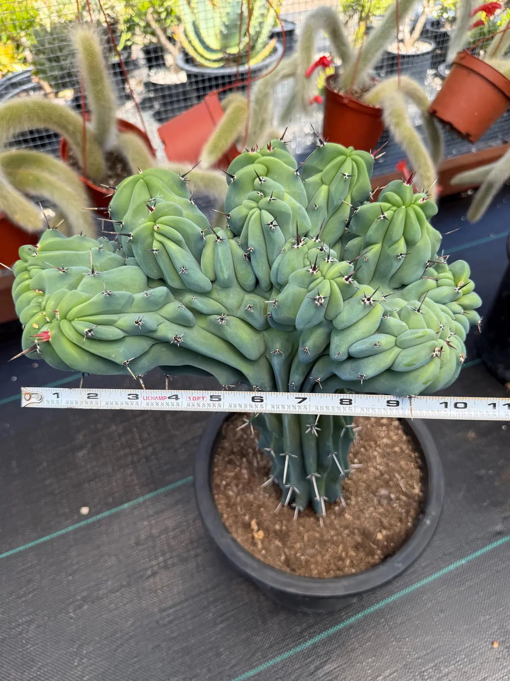Rare Crested Blue Myrtle Cactus #518 – Fan‑Shaped Collector Succulent | Live Plant 16in