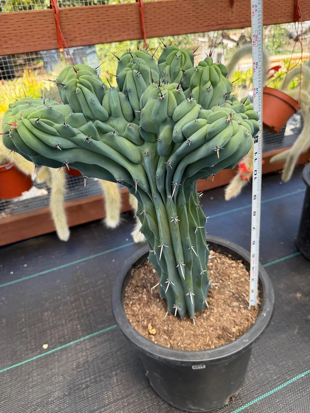 Rare Crested Blue Myrtle Cactus #518 – Fan‑Shaped Collector Succulent | Live Plant 16in