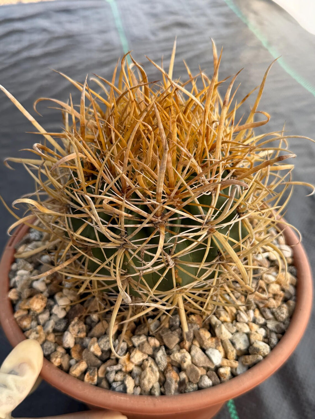 Ferocactus Chrysacanthus | Rare Barrel Cactus | Golden Yellow Spines | Seed Grown Collector Plant