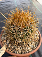 Ferocactus Chrysacanthus | Rare Barrel Cactus | Golden Yellow Spines | Seed Grown Collector Plant