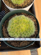 Deuterocohnia brevifolia – Rare Collector Succulent
