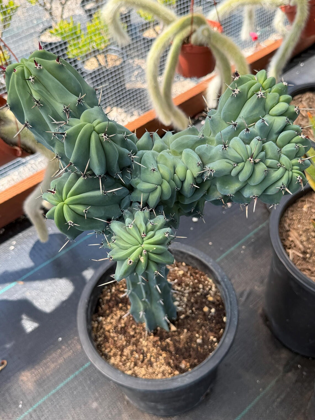 Rare Crested Blue Myrtle Cactus #77 – Fan-Shaped Collector Plant | Live Succulent