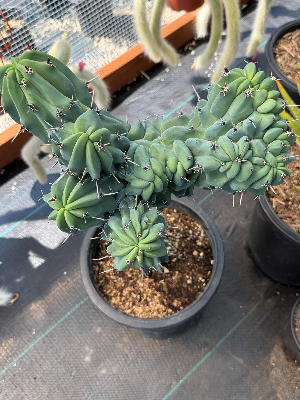 Rare Crested Blue Myrtle Cactus #77 – Fan-Shaped Collector Plant | Live Succulent