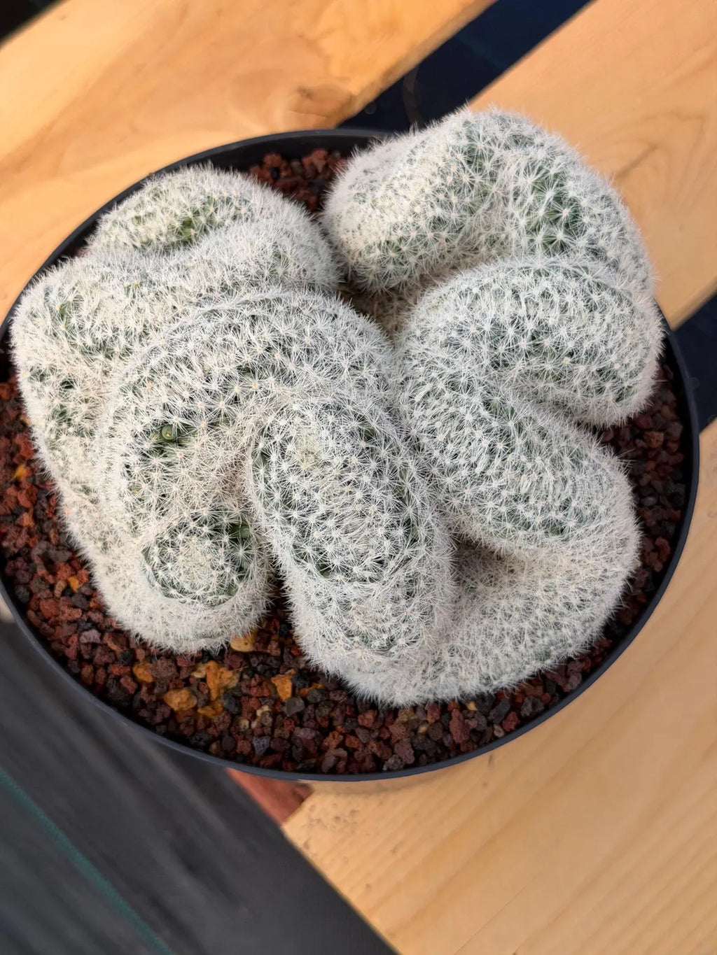 Crested Mammillaria Candida Live Cactus – Specimen Plant #306