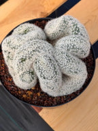 Crested Mammillaria Candida Live Cactus – Specimen Plant #306