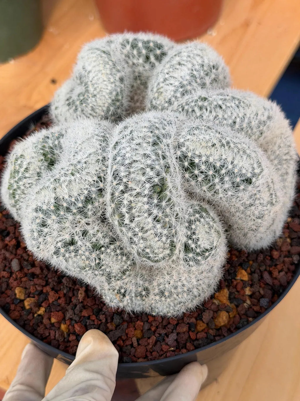 Crested Mammillaria Candida Live Cactus – Specimen Plant #306