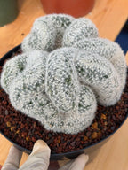 Crested Mammillaria Candida Live Cactus – Specimen Plant #306