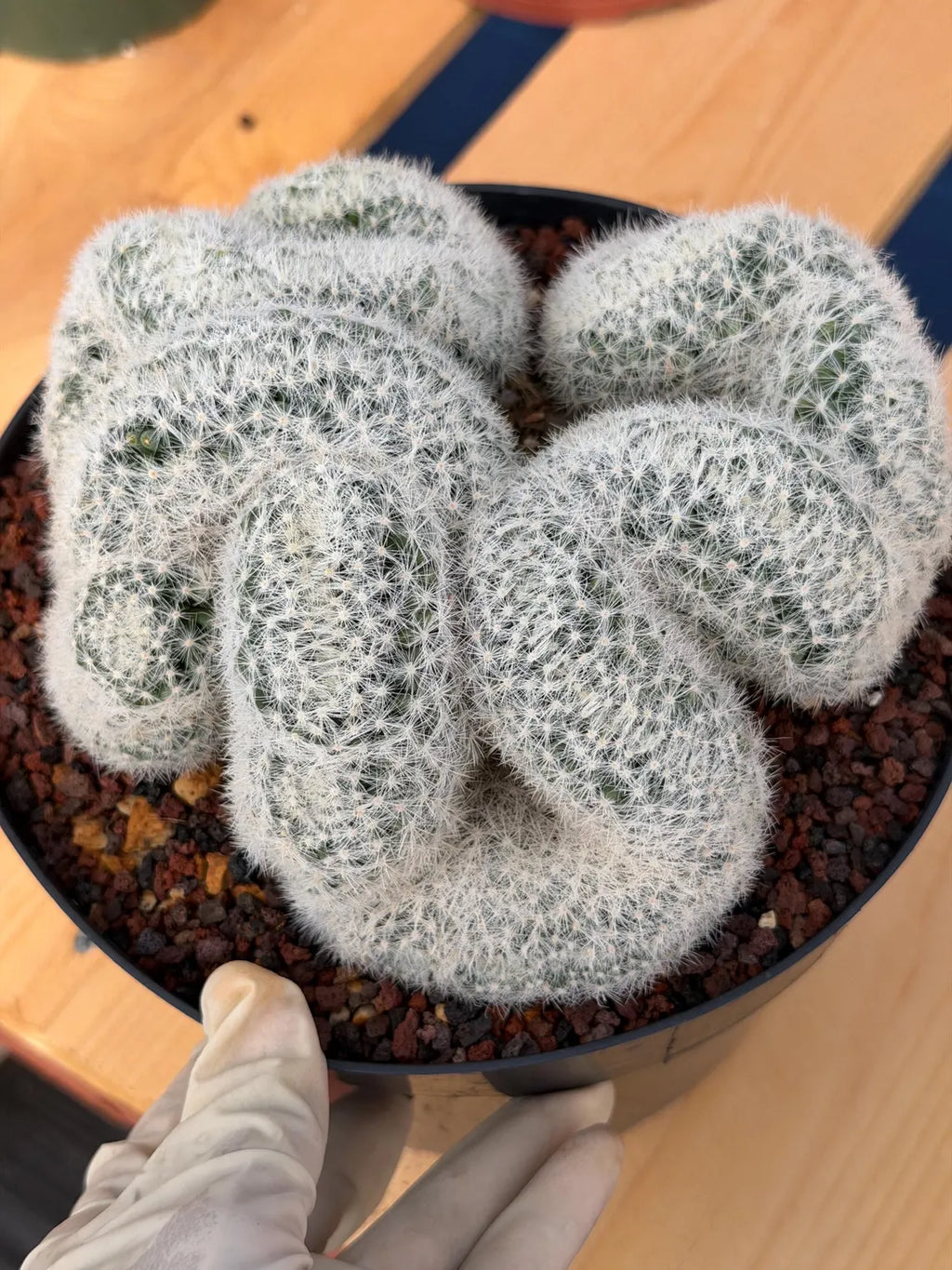 Crested Mammillaria Candida Live Cactus – Specimen Plant #306