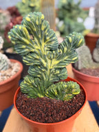 Variegated Crested Blue Myrtle Cactus | Myrtillocactus Geometrizans Variegata | Rare Collector Specimen